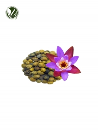 Prickly Waterlily Seed Extract