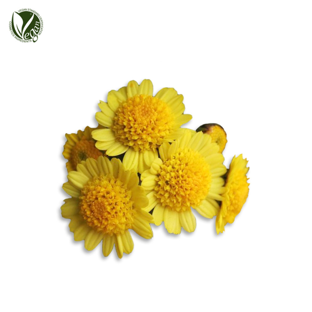 산국꽃추출물 (Chrysanthemum Boreale Flower Extract)