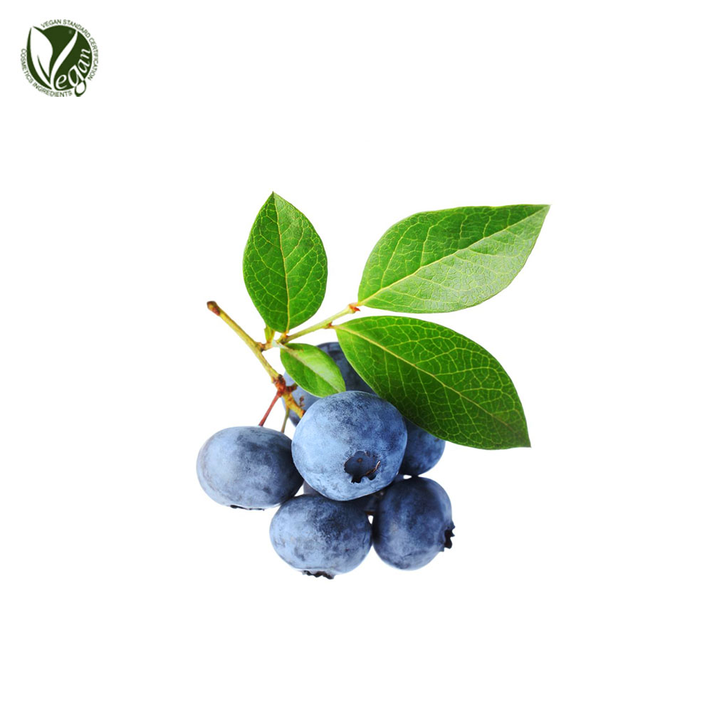 빌베리열매/잎추출물 (Vaccinium Myrtillus Fruit/Leaf Extract)