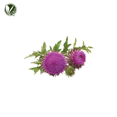 엉겅퀴추출물 (Cirsium Extract)