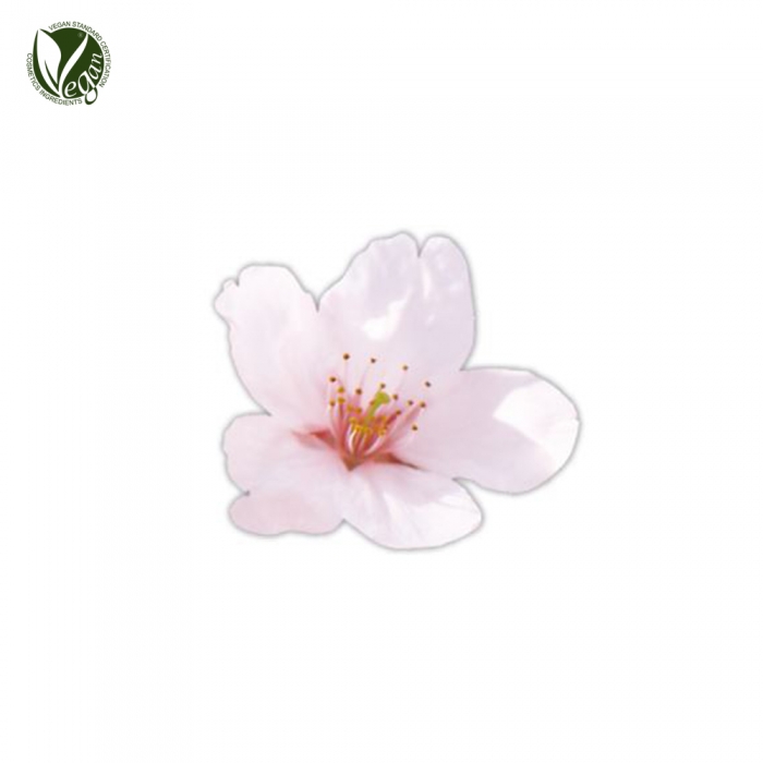 왕벚나무추출물 (Prunus Yedoensis Flower Extract)