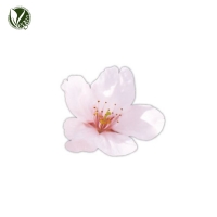 왕벚나무추출물 (Prunus Yedoensis Flower Extract)