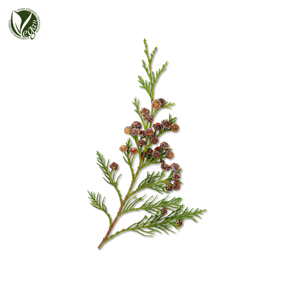 삼나무잎추출물 (Cryptomeria Japonica Leaf Extract)