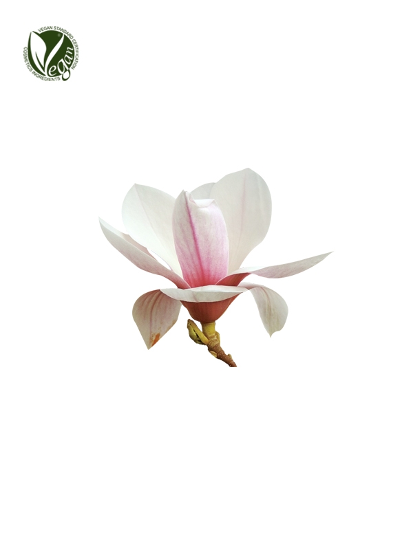 Magnolia Kobus Branch/Flower/Leaf Extract