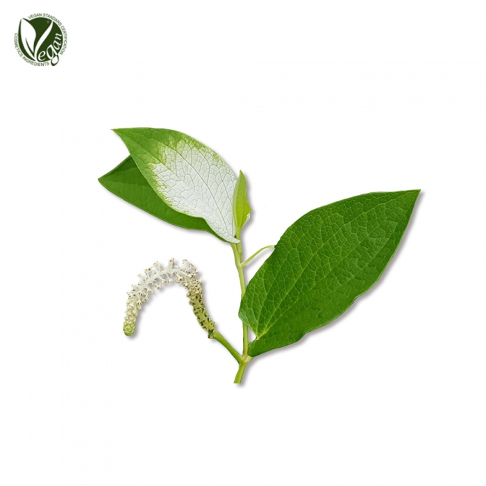 삼백초추출물 (Saururus Chinensis Extract)