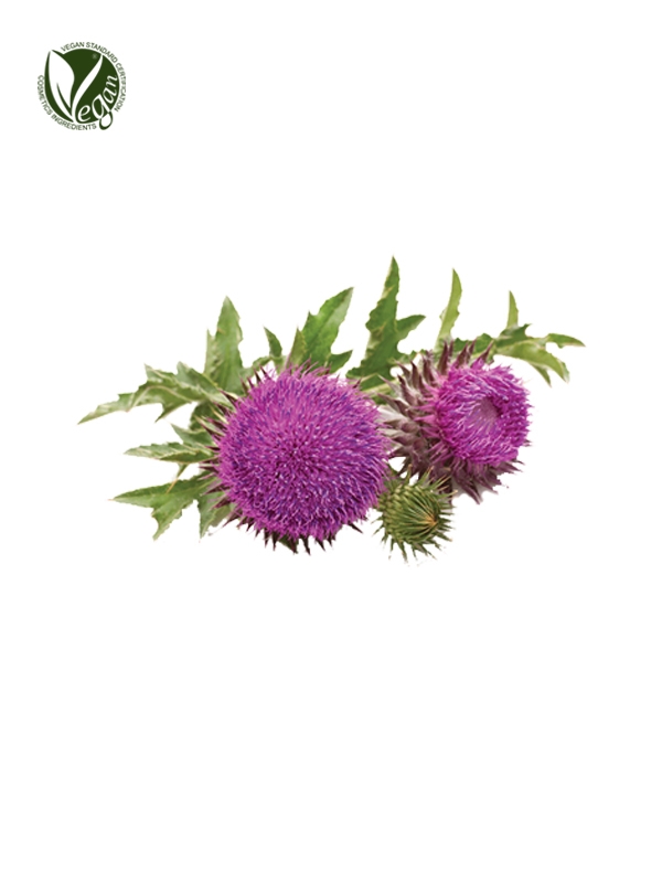 Thistle Flower Extract