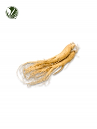 Panax Ginseng Root Extract