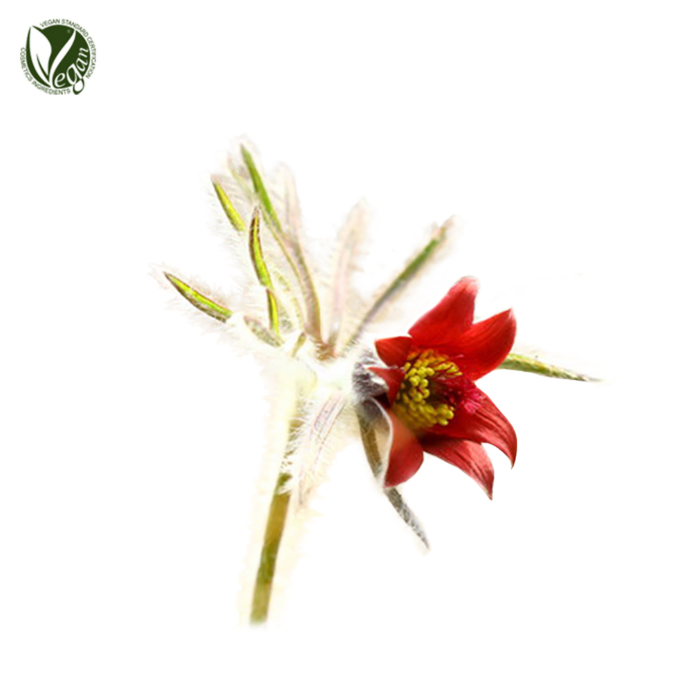 할미꽃추출물 (Pulsatilla Koreana Extract)