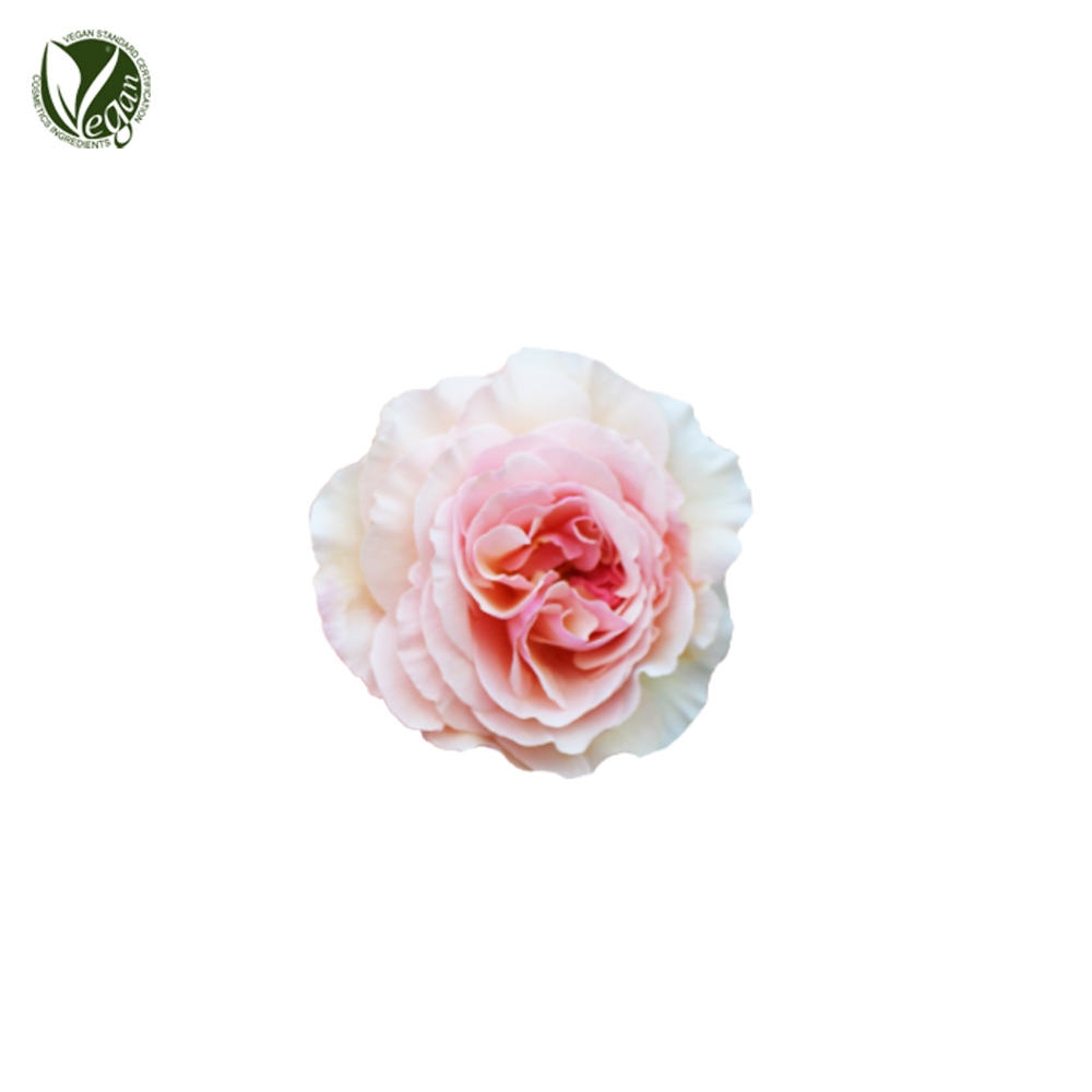 다마스크장미꽃추출물 (Rosa Damascena Flower Extract)