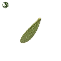 멕시코노팔선인장추출물 (Opuntia Ficus-Indica Stem Extract)