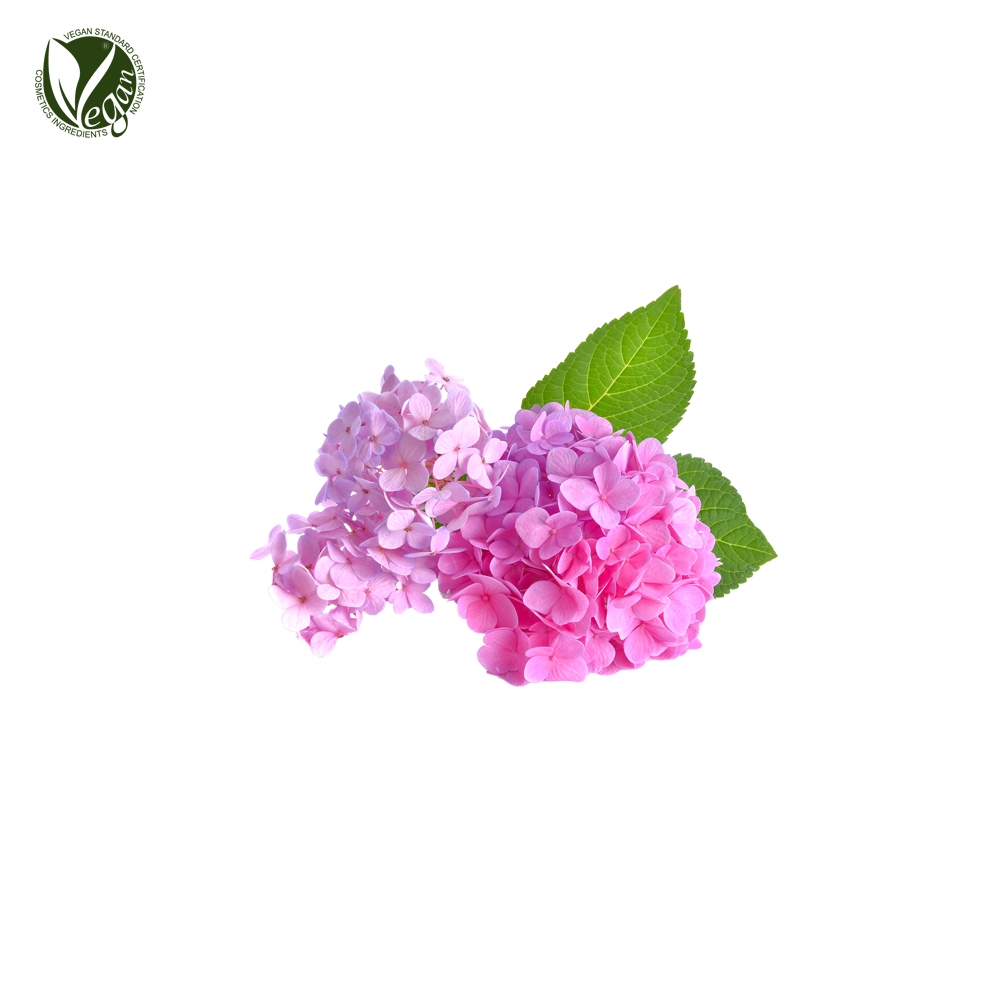 서양수수꽃다리추출물 (Syringa Vulgaris (Lilac) Extract)