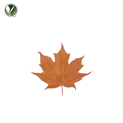 설탕단풍추출물 (Acer Saccharum (Sugar Maple) Extract)