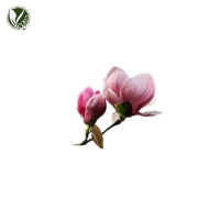 자목련싹추출물 (Magnolia Liliflora Bud Extract)