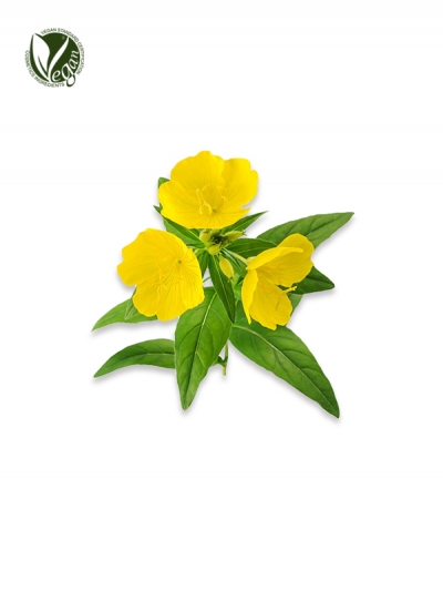 Evening Primrose Extract