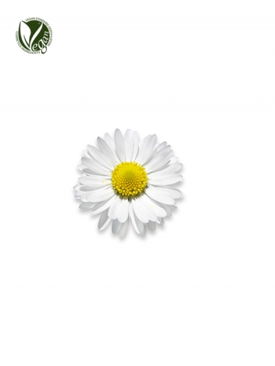 Daisy Flower Extract