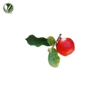 아세로라추출물 (Malpighia Glabra (Acerola) Fruit Extract)