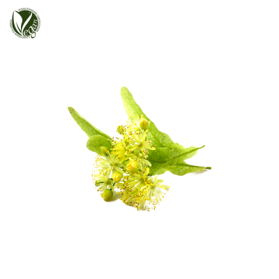 피나무추출물 (Tilia Cordata Extract)