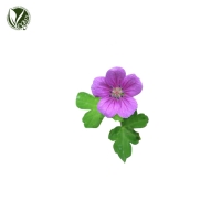 이질풀추출물 (Geranium Thunbergii Extract)