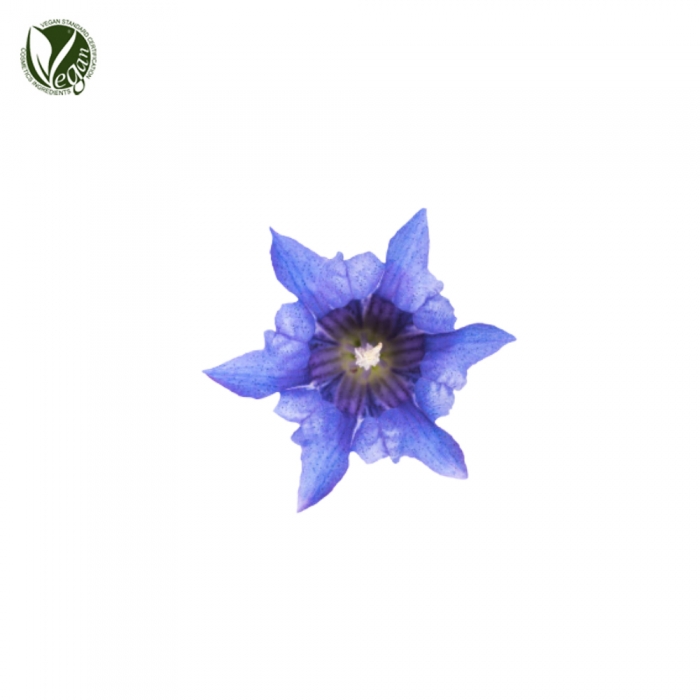 용담추출물 (Gentiana Scabra Extract)