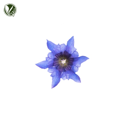 용담추출물 (Gentiana Scabra Extract)