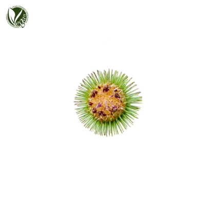 우엉씨추출물 (Arctium Lappa Seed Extract)