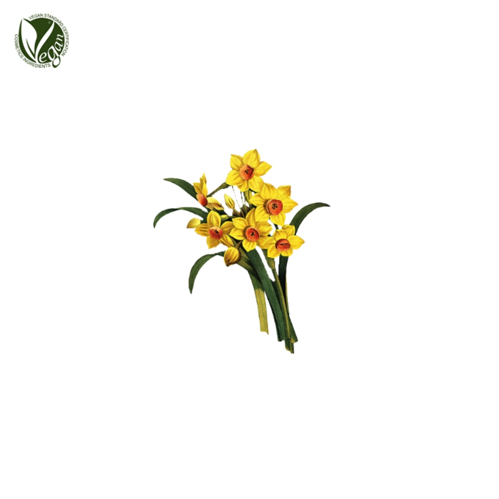 수선화추출물 (Narcissus Tazetta Extract)
