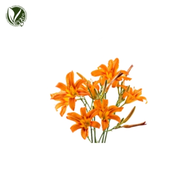 원추리추출물 (Hemerocallis Fulva Extract)