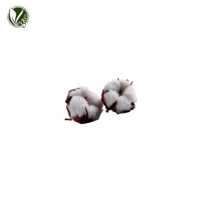 코튼씨오일 (Gossypium Herbaceum (Cotton) Seed Oil)