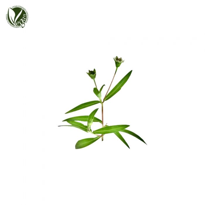 한련초추출물 (Eclipta Prostrata Extract )