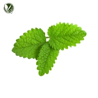 콘민트오일 (Mentha Arvensis Leaf Oil)