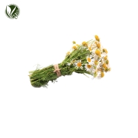 마트리카리아꽃오일 (Chamomilla Recutita (Matricaria) Flower Oil)