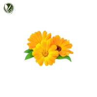 포트마리골드꽃추출물 (Calendula Officinalis Flower Extract)