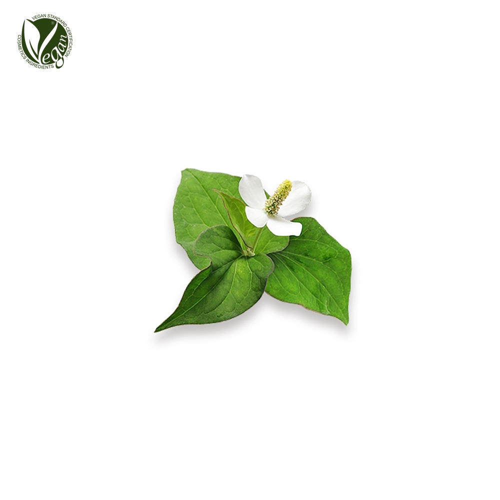 Houttuynia Cordata Extract