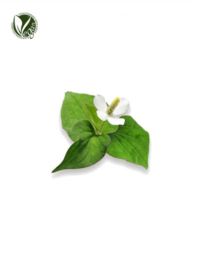 Houttuynia Cordata Extract
