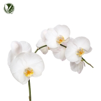 달난초추출물 (Phalaenopsis Amabilis Extract)