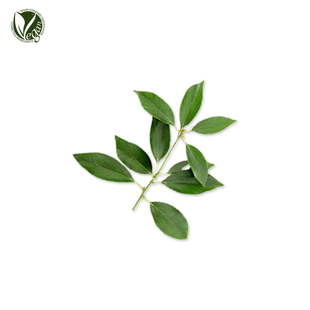 녹나무잎추출물 (Cinnamomum Camphora (Camphor) Leaf Extract)