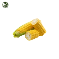 옥수수배아유 (Zea Mays (Corn) Germ Oil)