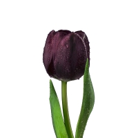 블랙튤립추출물 DUMAFLORINE (Maltodextrin, Tulipa gesneriana flower extract)
