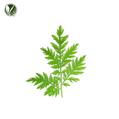 개똥쑥추출물 (Artemisia Annua Extract)