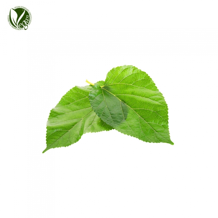 뽕나무잎추출물 (Morus Alba Leaf Extract)
