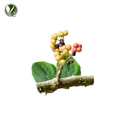 초피나무가지/잎추출물 (Zanthoxylum Piperitum Branch/Leaf Extract)