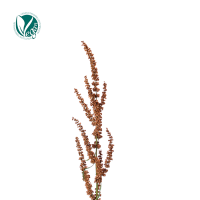 소리쟁이추출물 (Rumex Crispus Flower/Leaf/Stem Extract)
