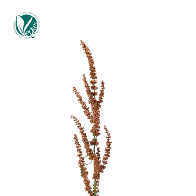 소리쟁이추출물 (Rumex Crispus Flower/Leaf/Stem Extract)