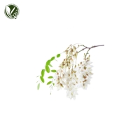 아까시나무꽃추출물 (Robinia Pseudoacacia Flower Extract)