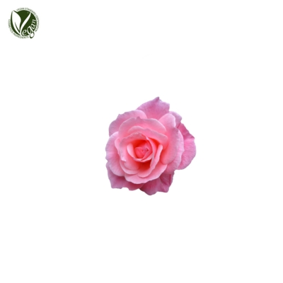 다마스크장미꽃수 (Rosa Damascena Flower Water)