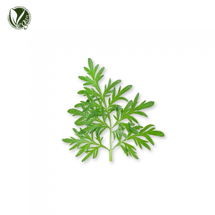 참쑥추출물 (Artemisia Lavandulaefolia Extract)