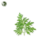 참쑥추출물 (Artemisia Lavandulaefolia Extract)