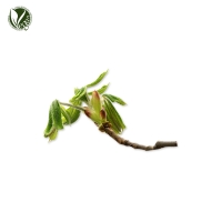 가시칠엽수싹추출물 (Aesculus Hippocastanum (Horse Chestnut) Bud Extract)