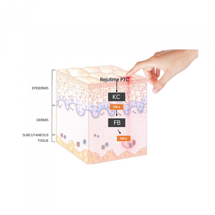 Rejutim PTC (Palmitoyl Tripeptide-5/Hydrolyzed Collagen)