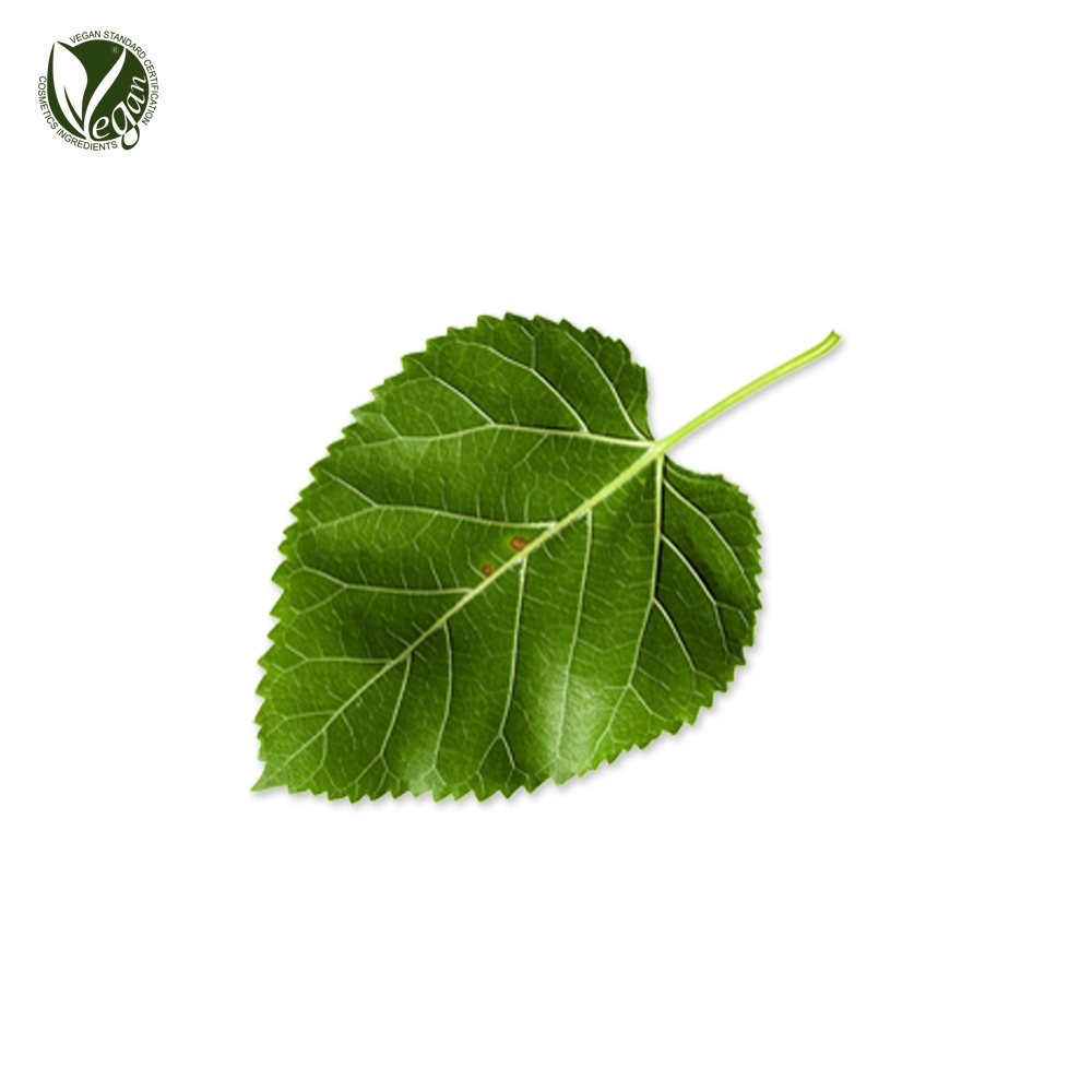 검은뽕나무잎추출물 (Morus Nigra Leaf Extract)